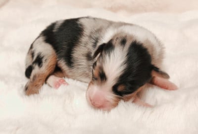 Les chiots de Berger Australien