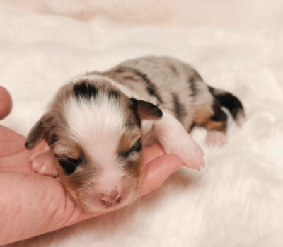 Les chiots de Berger Australien