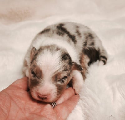 Les chiots de Berger Australien
