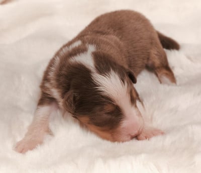 Les chiots de Berger Australien