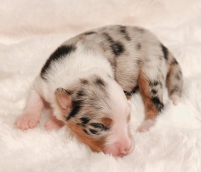 Les chiots de Berger Australien