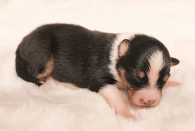 Les chiots de Berger Australien