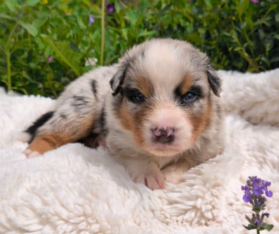 Les chiots de Berger Australien