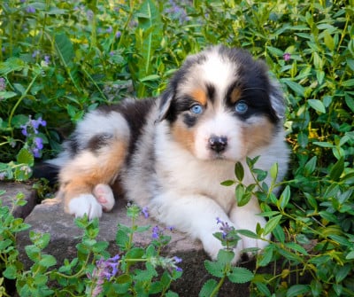 Les chiots de Berger Australien