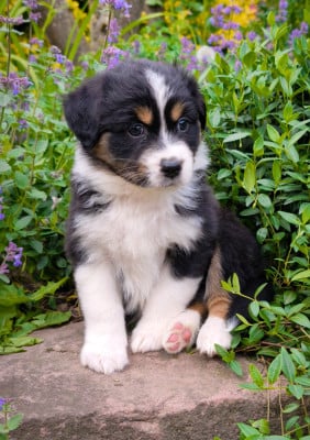 Les chiots de Berger Australien