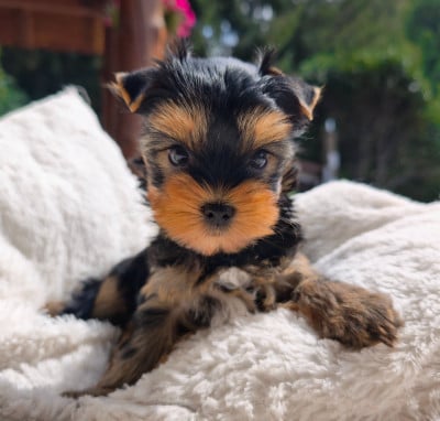 Les chiots de Yorkshire Terrier