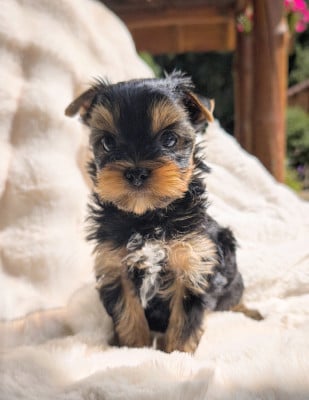 Les chiots de Yorkshire Terrier