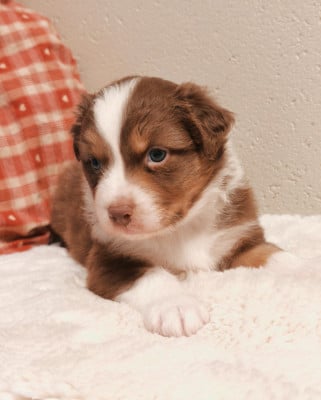 Les chiots de Berger Australien