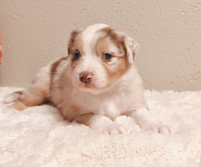 Les chiots de Berger Australien