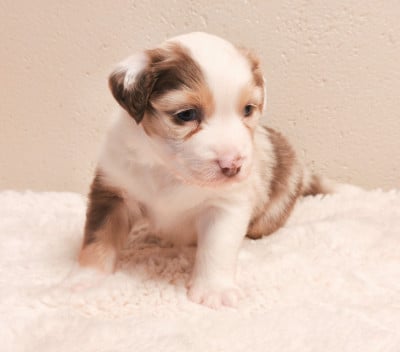 Les chiots de Berger Australien
