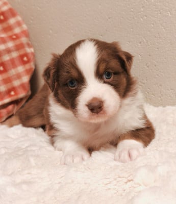 Les chiots de Berger Australien