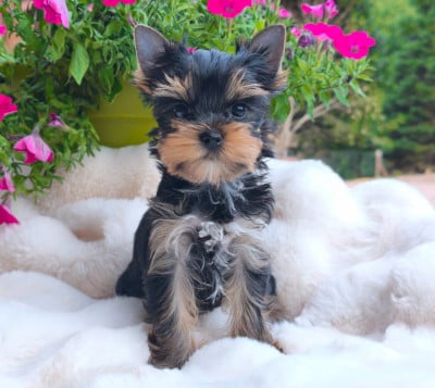 Les chiots de Yorkshire Terrier