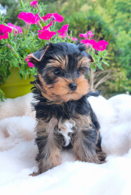 Les chiots de Yorkshire Terrier