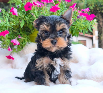 Les chiots de Yorkshire Terrier