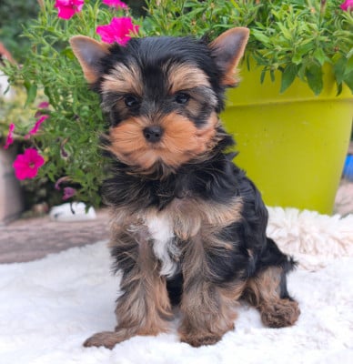 Les chiots de Yorkshire Terrier