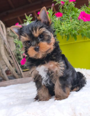 Les chiots de Yorkshire Terrier