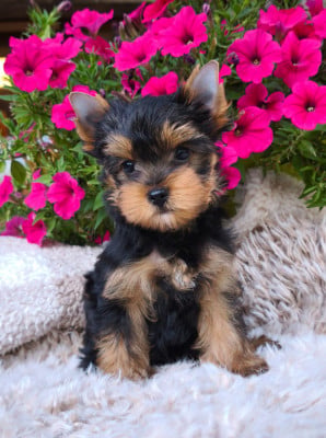 Bingo - Yorkshire Terrier