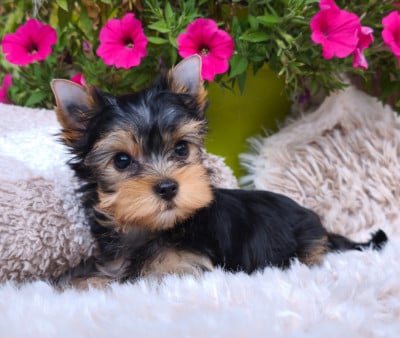 Yorkshire Terrier