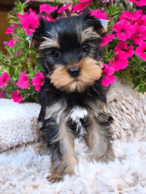 Bully - Yorkshire Terrier