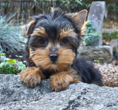Les chiots de Yorkshire Terrier