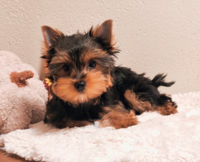 Les chiots de Yorkshire Terrier