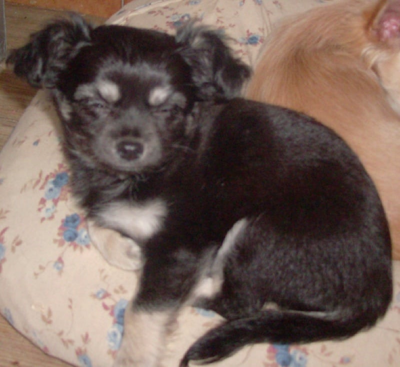 éyota du Ranch des Petits Indiens