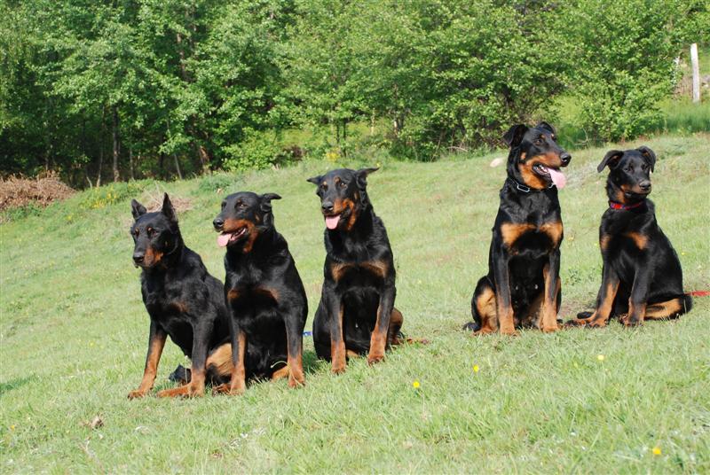 CH. Feeling du Fond des Camps