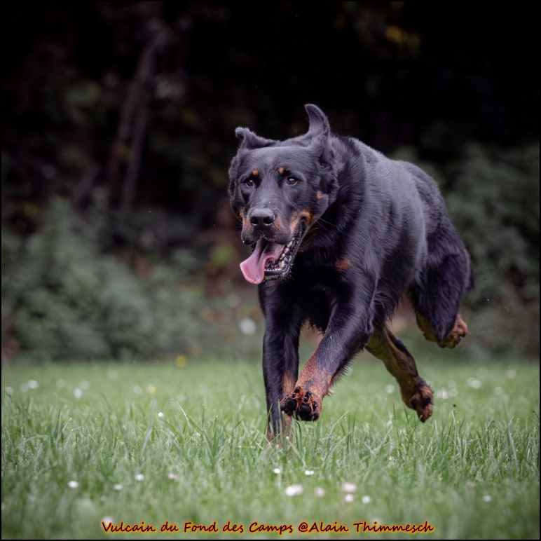 Vulcain du fond des  camps