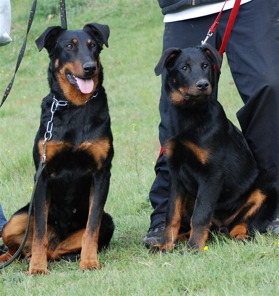 CH. Feeling du Fond des Camps