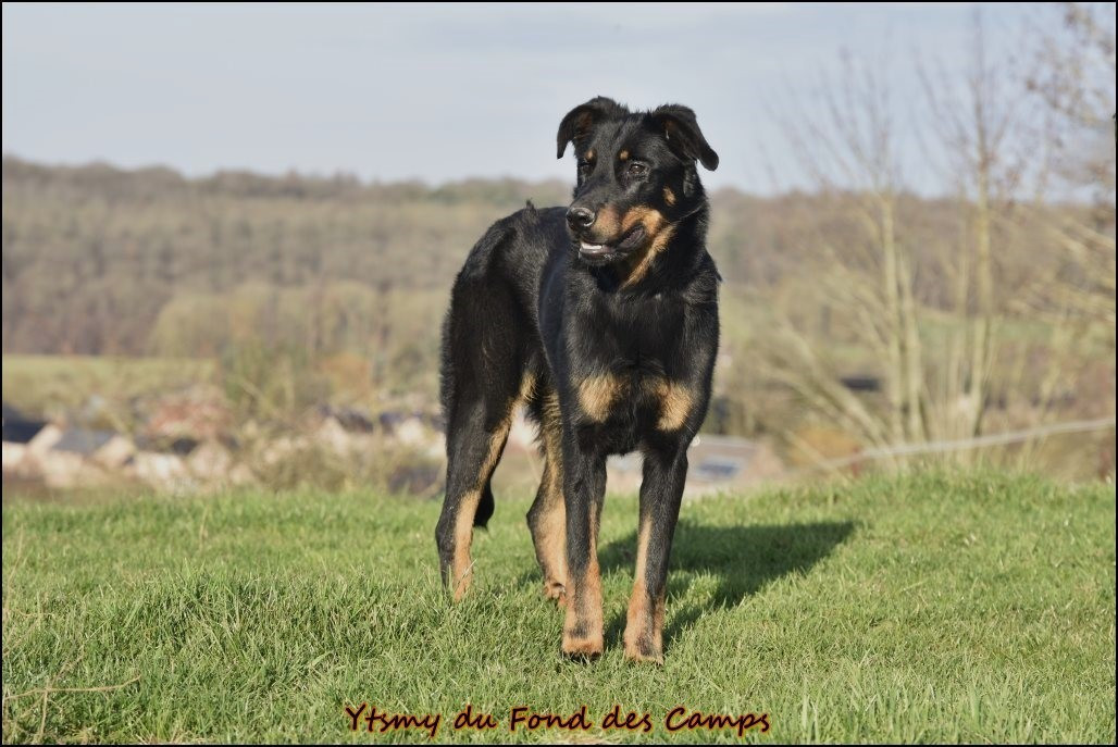 Ytsmy du Fond des Camps