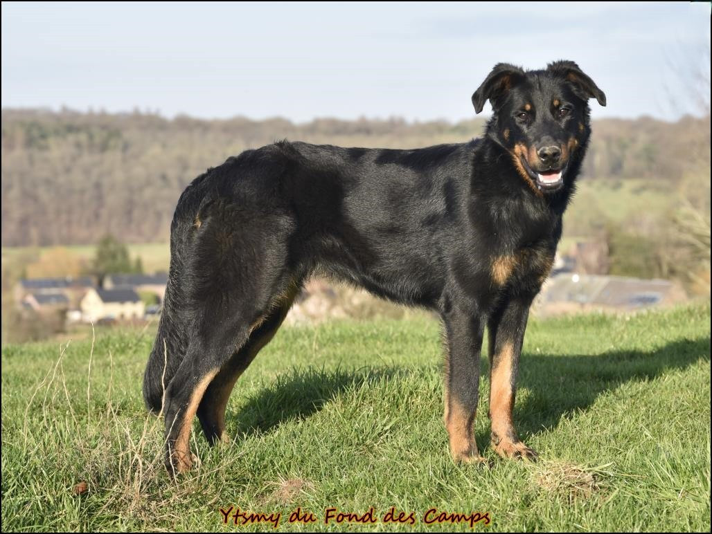 Ytsmy du Fond des Camps