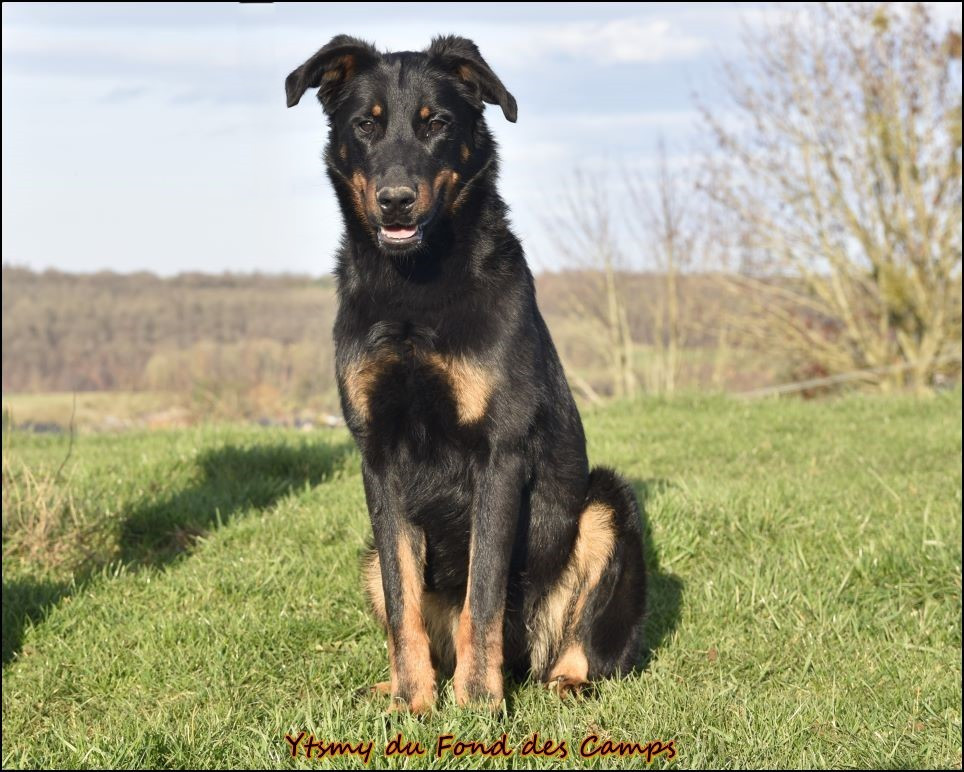 Ytsmy du Fond des Camps