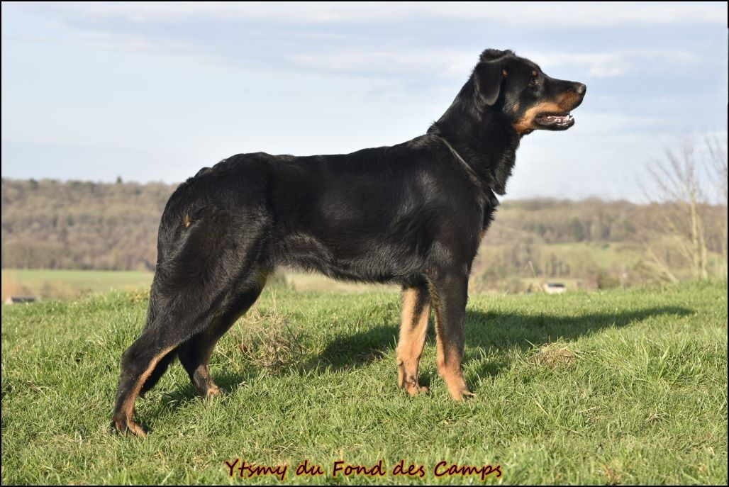 Ytsmy du Fond des Camps