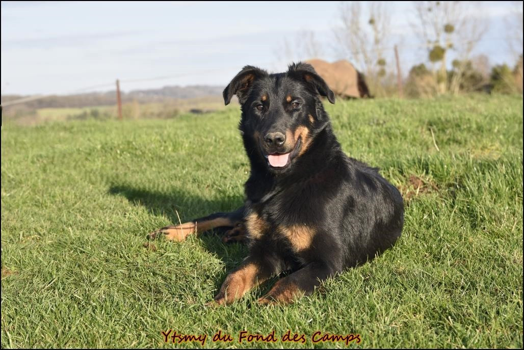 Ytsmy du Fond des Camps