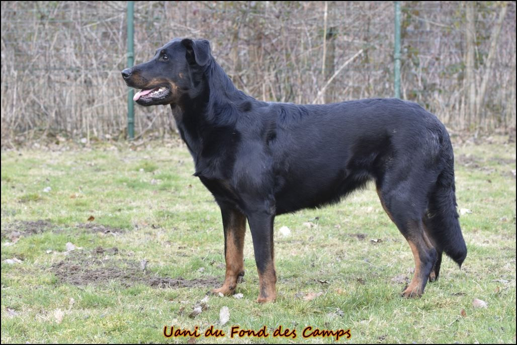 Publication : du Fond des Camps Auteur : Evelyne de Lovinfosse