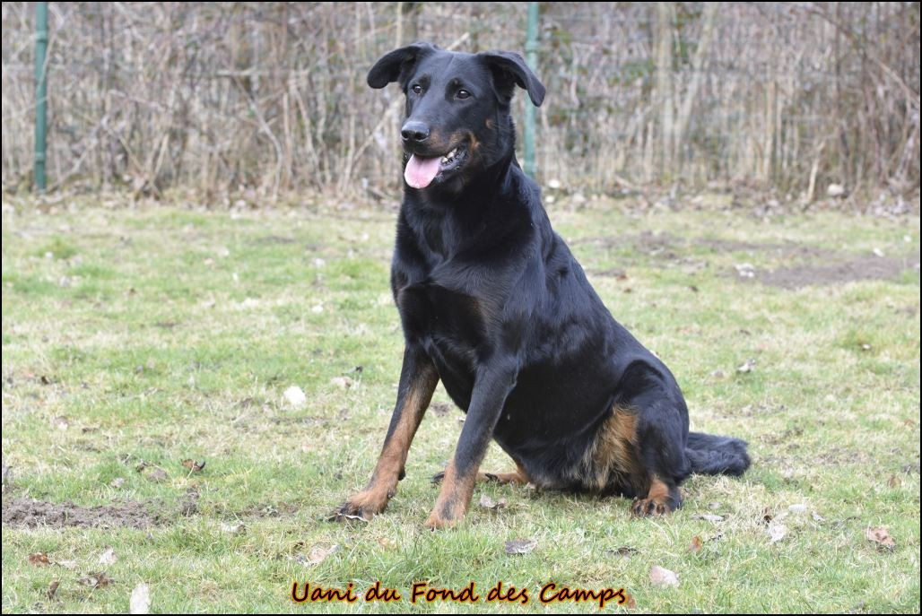 Publication : du Fond des Camps Auteur : Evelyne de Lovinfosse