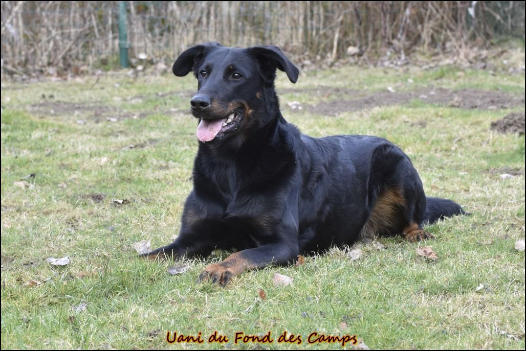 Publication : du Fond des Camps Auteur : Evelyne de Lovinfosse