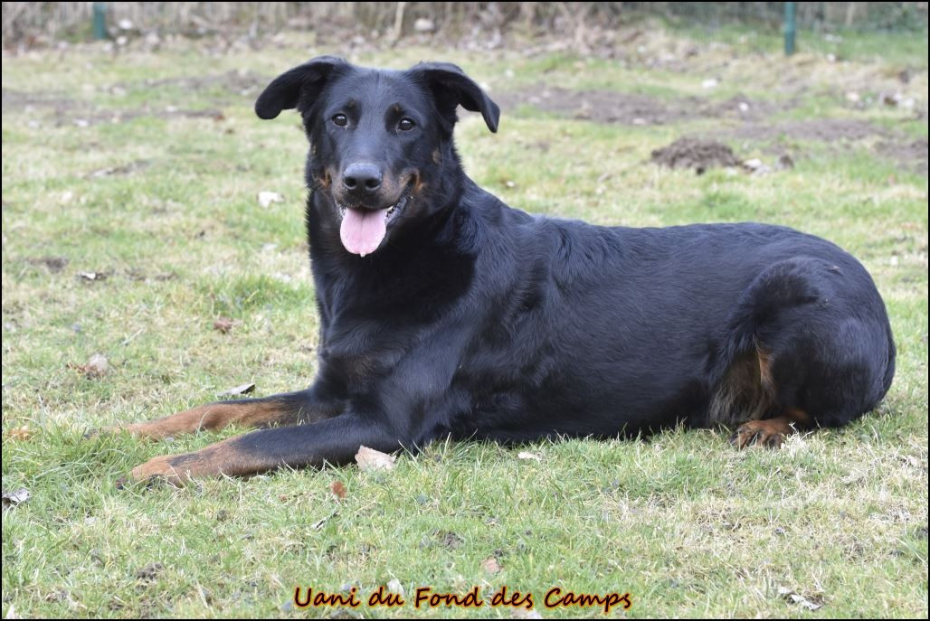 Publication : du Fond des Camps Auteur : Evelyne de Lovinfosse