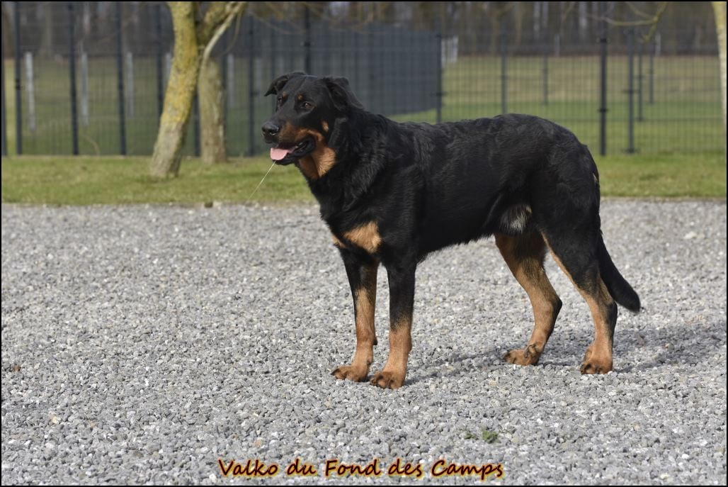 Valko du Fond des Camps