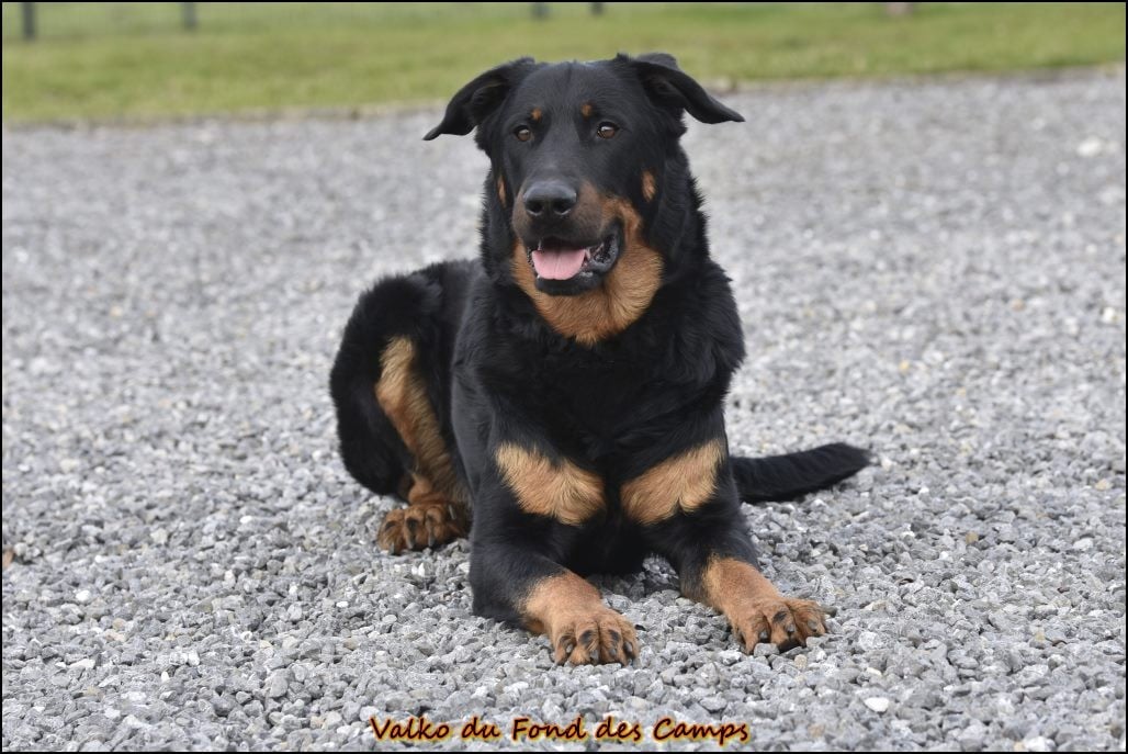 Valko du Fond des Camps