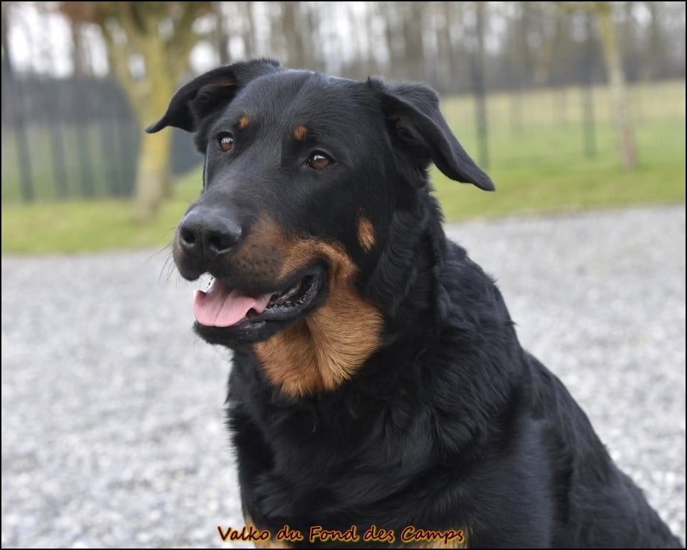 Valko du Fond des Camps