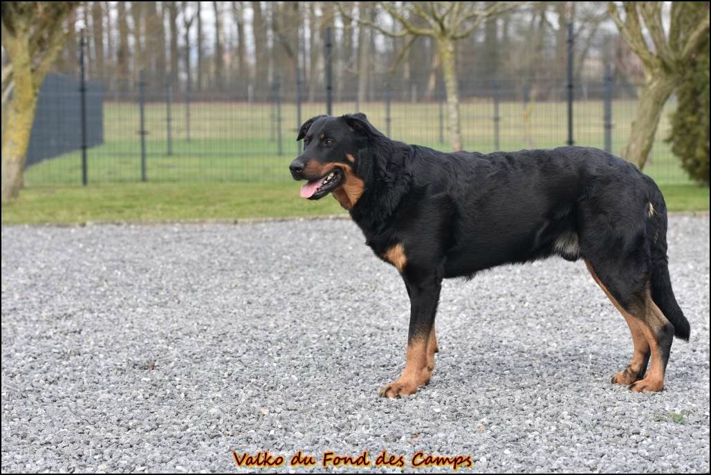 Valko du Fond des Camps