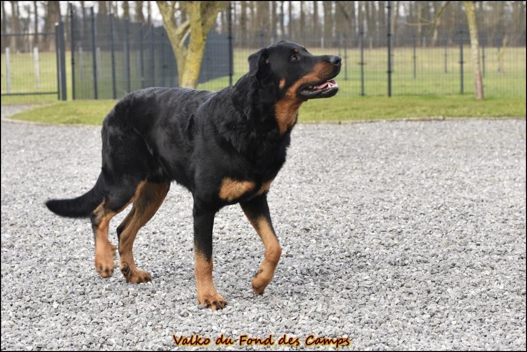 Valko du Fond des Camps