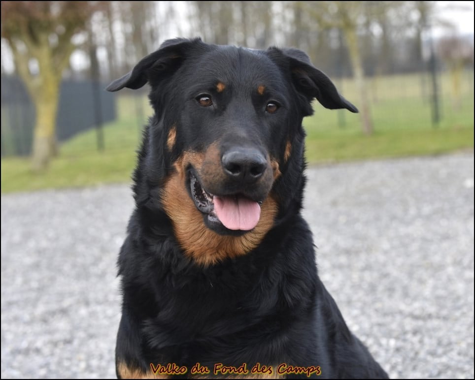 Valko du Fond des Camps