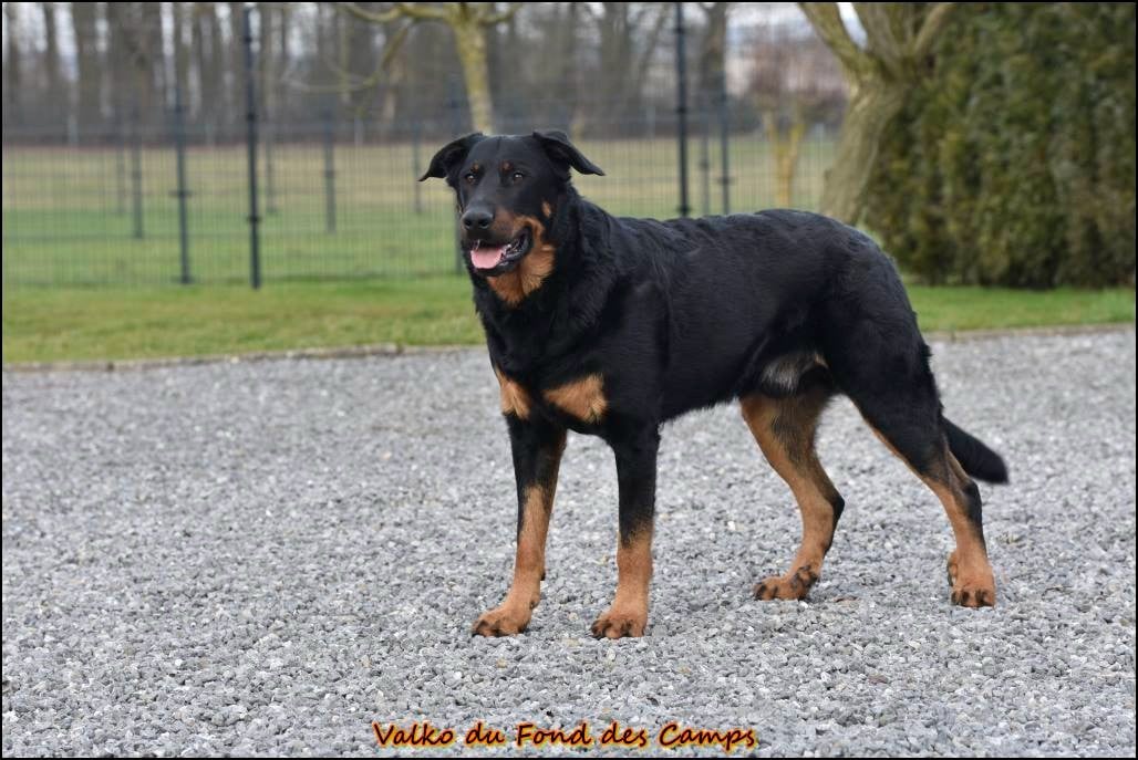 Valko du Fond des Camps