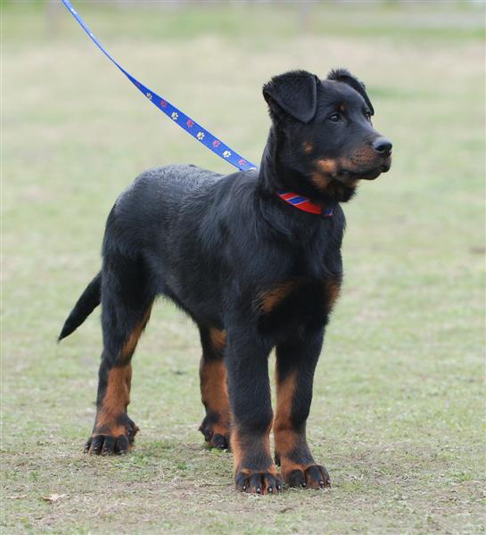 CH. Feeling du Fond des Camps