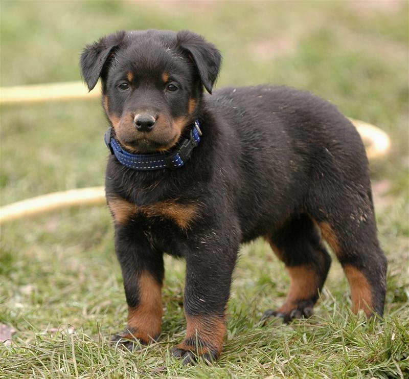 CH. Feeling du Fond des Camps