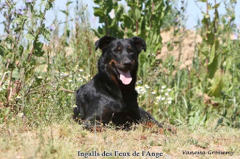 Ingalls des Feux de l'Ange