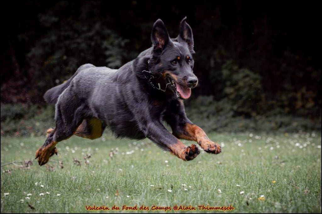 Vulcain du fond des  camps