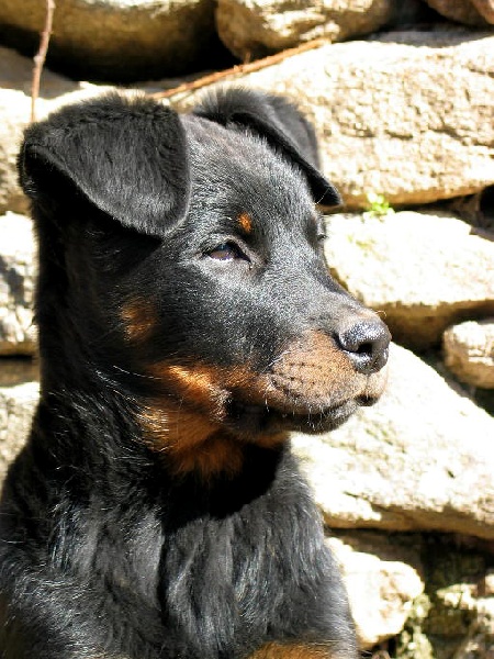 CH. Feeling du Fond des Camps